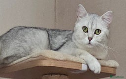 British Shorthair cats for sale: Last handsome siver boy available - Image 5