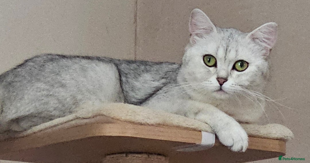 British Shorthair cats for sale: Last handsome siver boy available - Image 5