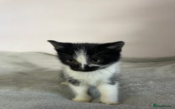 British Shorthair cats for sale: Four kittens ready to go (prices vary) - Image 41