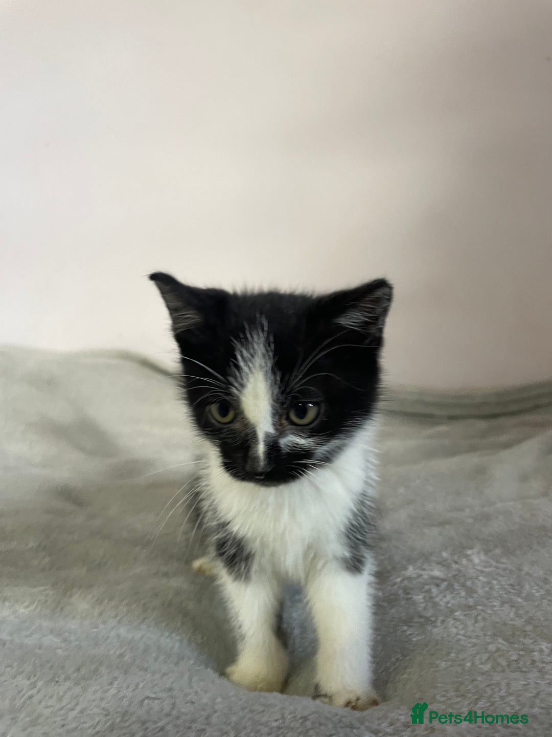 British Shorthair cats for sale: Four kittens ready to go (prices vary) - Image 41