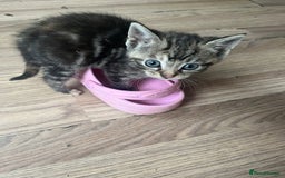 Mixed Breed cats for sale: Mixed breed kittens  - Image 8