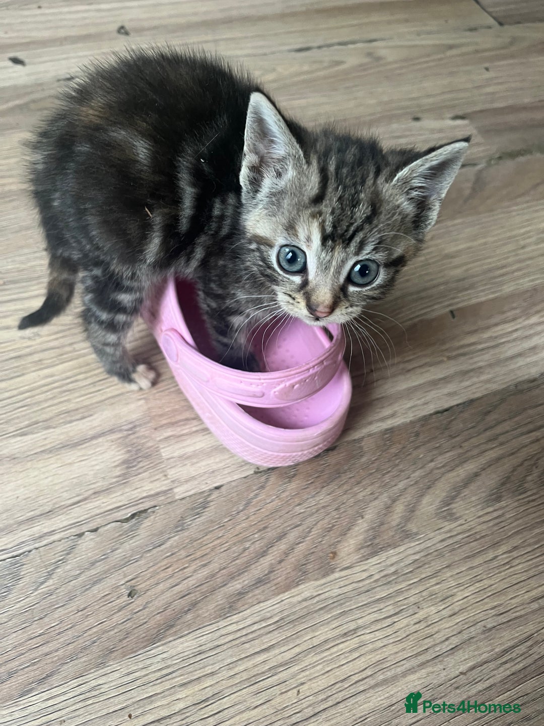 Mixed Breed cats for sale: Mixed breed kittens  - Image 8
