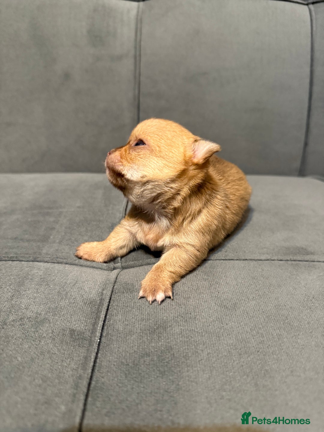 Chihuahua dogs for sale: Smooth coated and apple head chihuahua  - Image 5