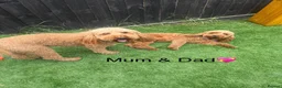 Cockapoo dogs for sale: 🐶 Beautiful Cockapoo Puppies ❤️ in Swadlincote - Advert 32