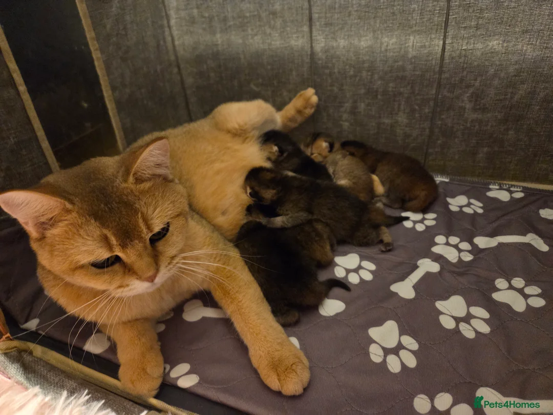 Scottish Fold cats for sale: Scottish Fold Kittens - Advert 2
