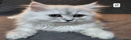 Persian cats for sale: 2 x female Doll face persian kittens ready now 😍  - Advert 7