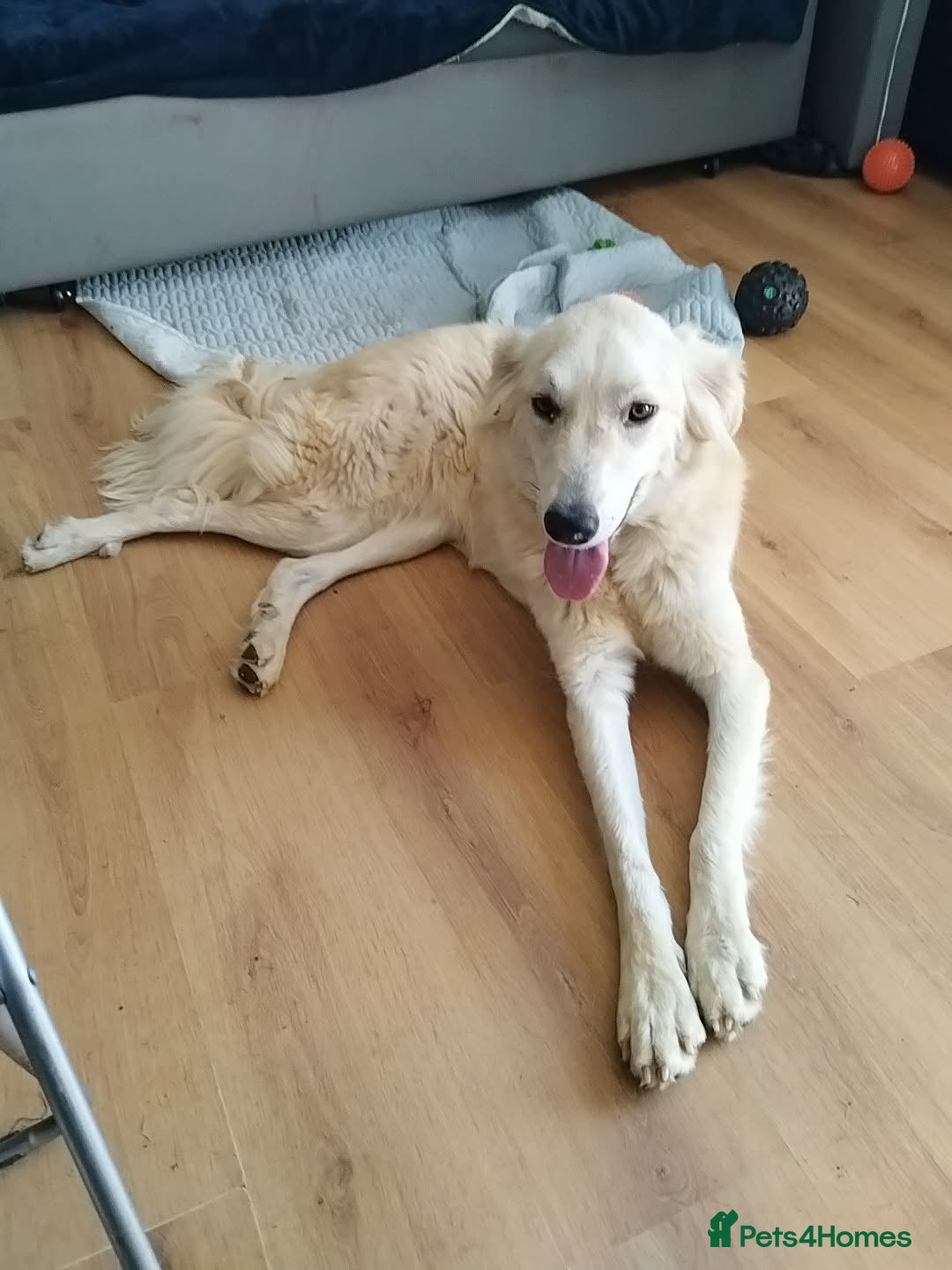 Mixed Breed dogs for adoption: Alaska wants the best home  in Crewe - Advert 3