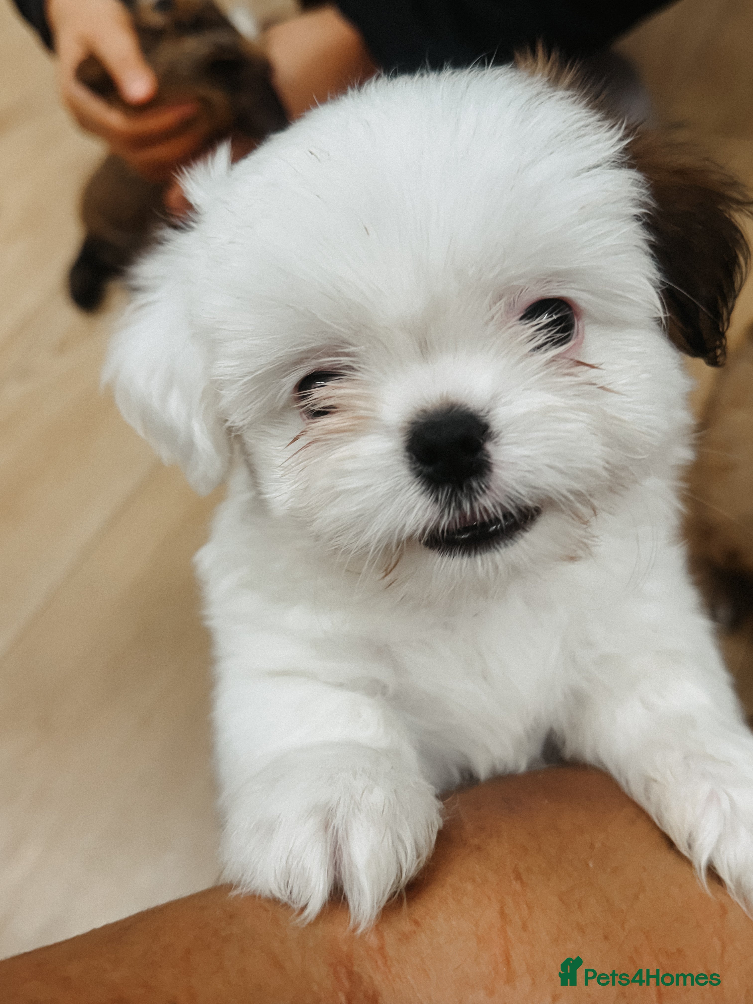 Mixed Breed dogs 🐶 Adorable Mixed-Breed Puppies Looking for Homes - Advert 1