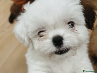 Mixed Breed dogs 🐶 Adorable Mixed-Breed Puppies Looking for Homes - Advert 1