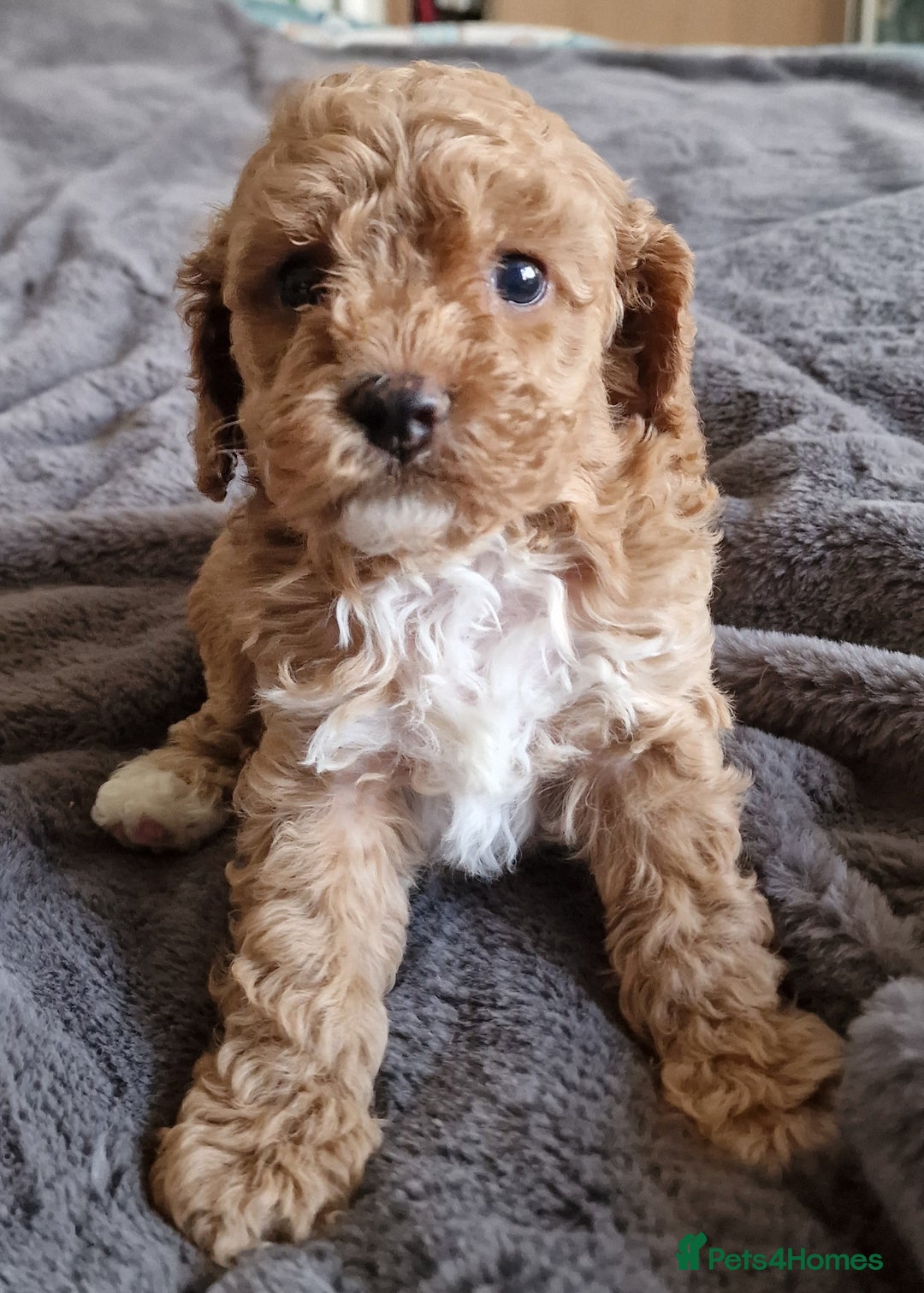 Cavachon dogs for sale: Gorgeous litter cavapoochon puppies - Image 2