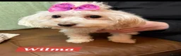 Maltipoo dogs for sale: 2 gorgeous maltipoo boys - Advert 5
