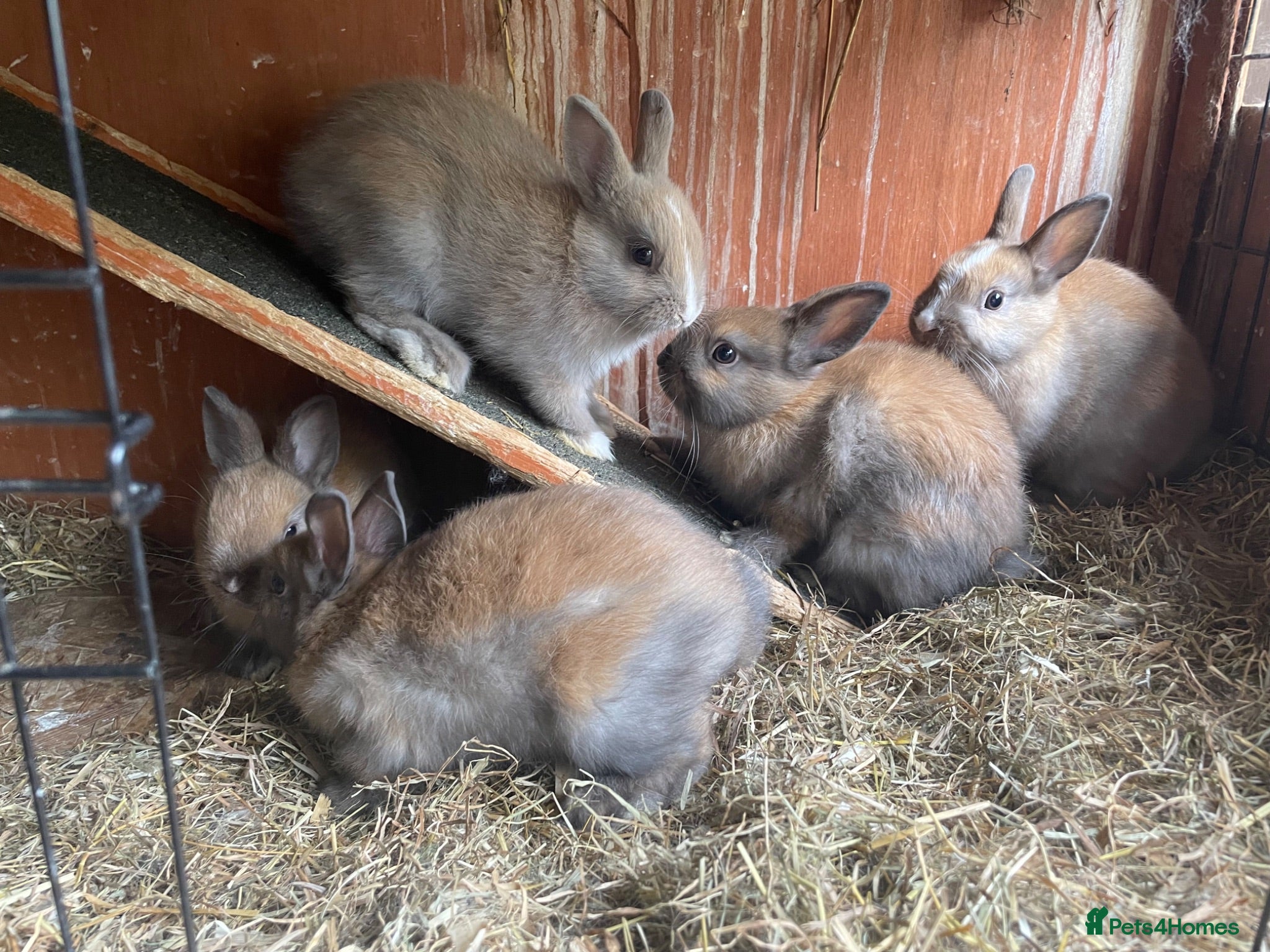 Netherland Dwarf rabbits Beautiful Netherlands dwarfs for sale!! - Advert 2