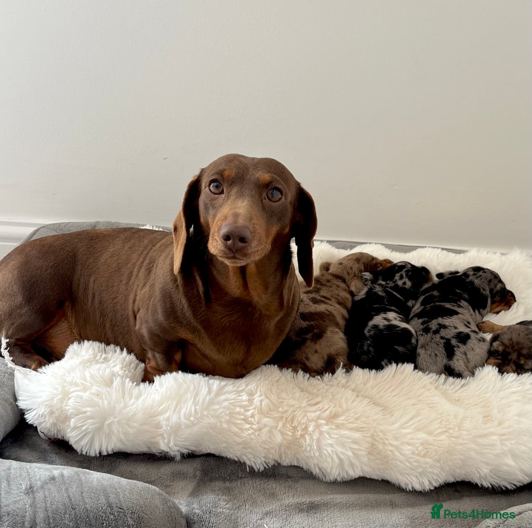 Miniature Dachshund dogs for sale: Miniature Dachshund puppies  - Image 15