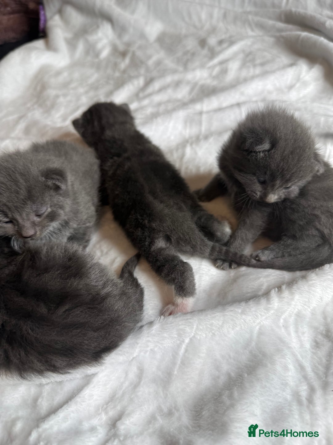 British Shorthair cats for sale: The cutest British Shorthair Grey Kittens  - Advert 19