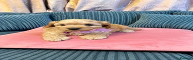 Cockapoo 2