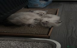 Ragdoll cats for sale: 2 male ragdoll kittens in Colchester - Image 4