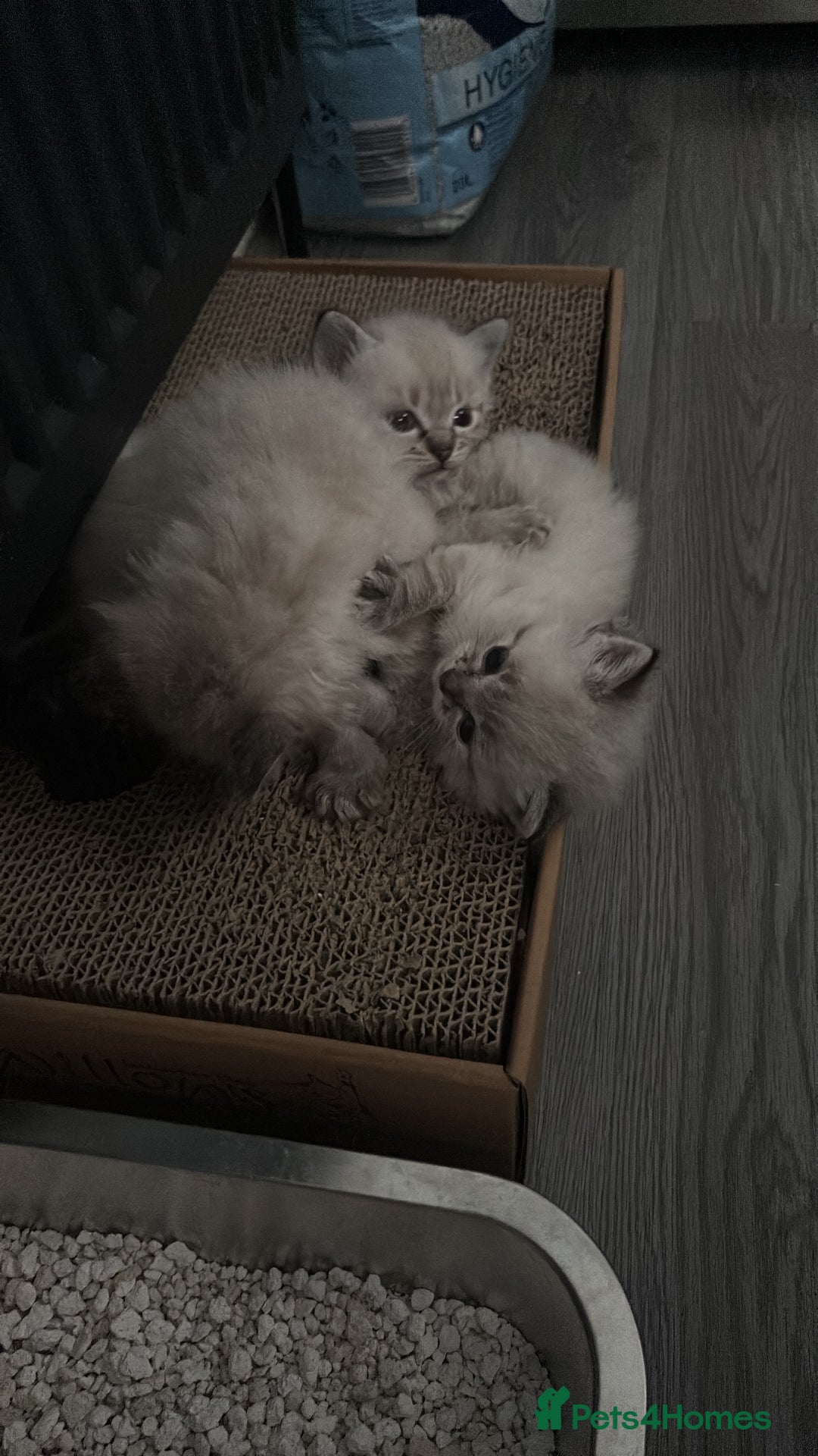 Ragdoll cats for sale: 2 male ragdoll kittens in Colchester - Image 4