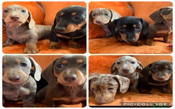 Miniature Dachshund dogs for sale: Minature Dashound boy&girl Ready Now - Image 19