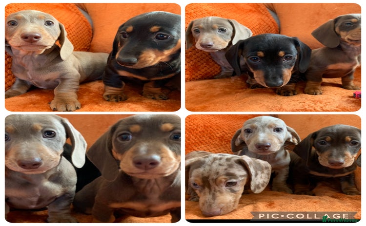 Miniature Dachshund dogs - Advert 6