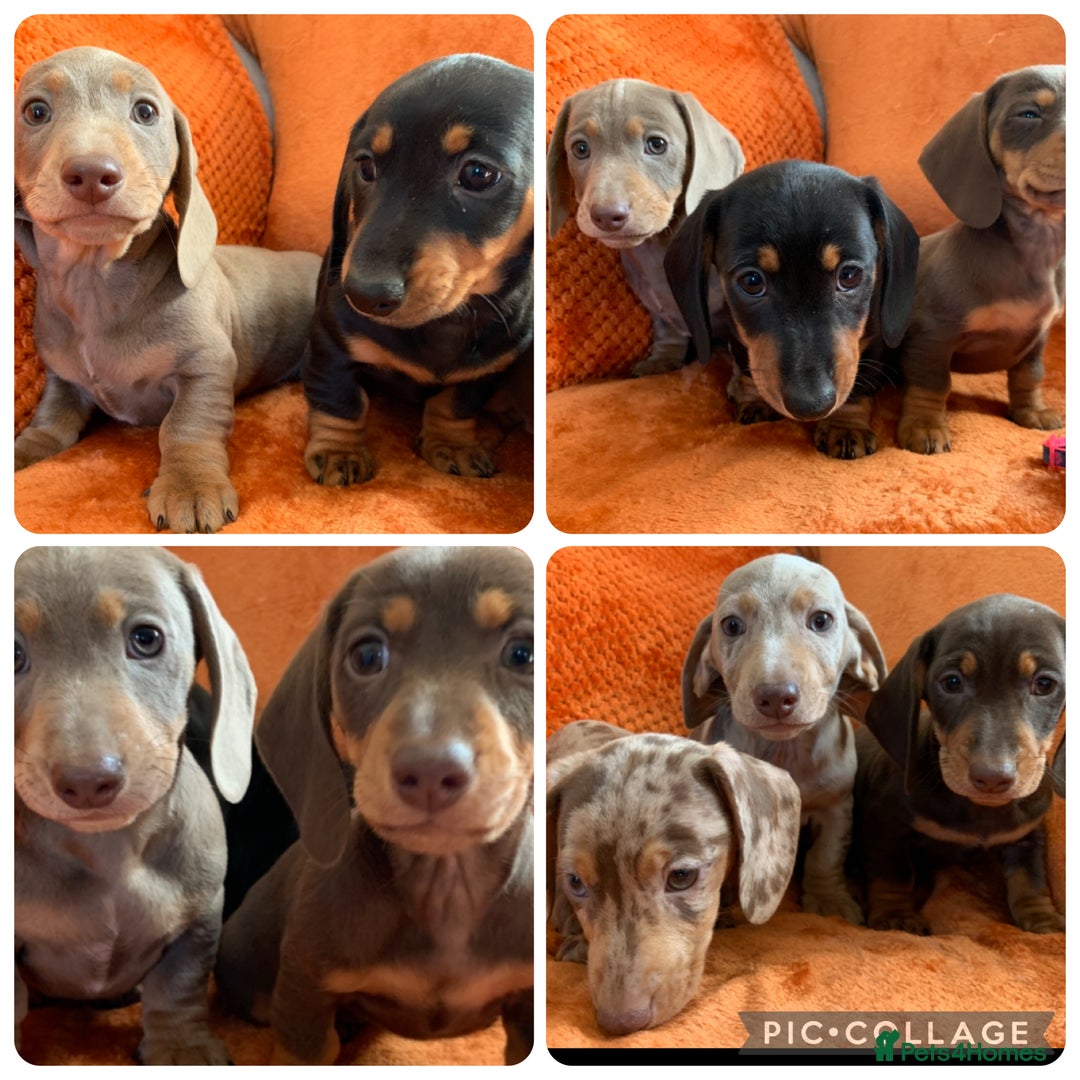 Miniature Dachshund dogs for sale: Minature Dashound boy&girl Ready Now - Image 19