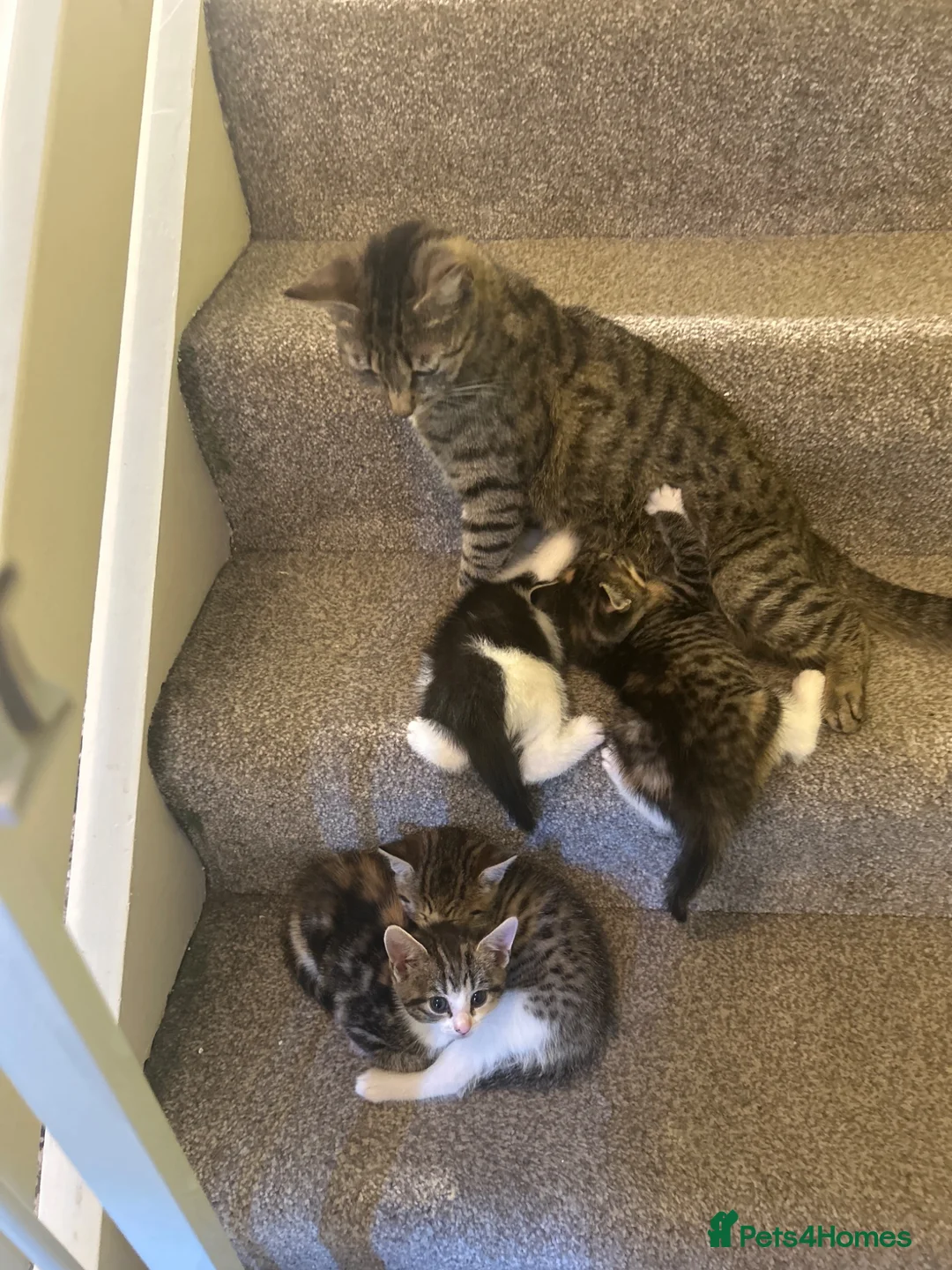 Mixed Breed cats for sale: Mixed breed  - Advert 2