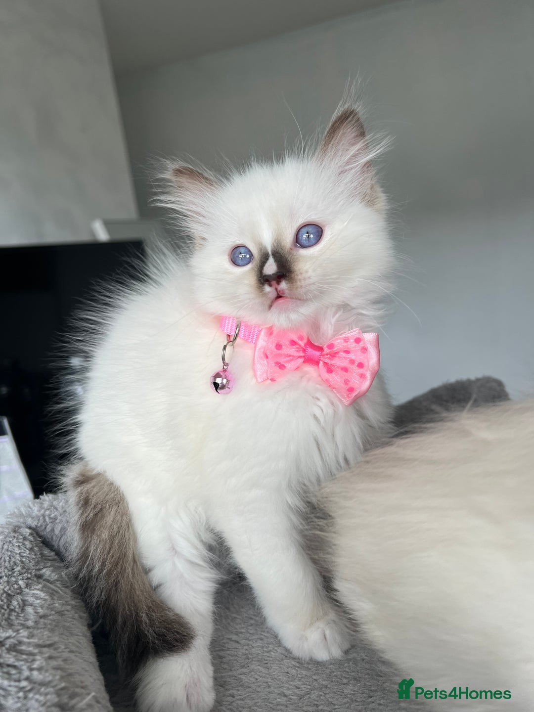 Ragdoll cats for sale: Registered Ragdoll kittens LAST GIRL HCM/PKD clear - Image 12