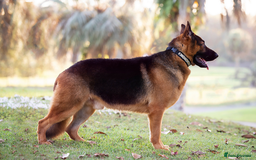 German Shepherd dogs for sale: Kc reg, health test parents german shepherds pups - Image 7