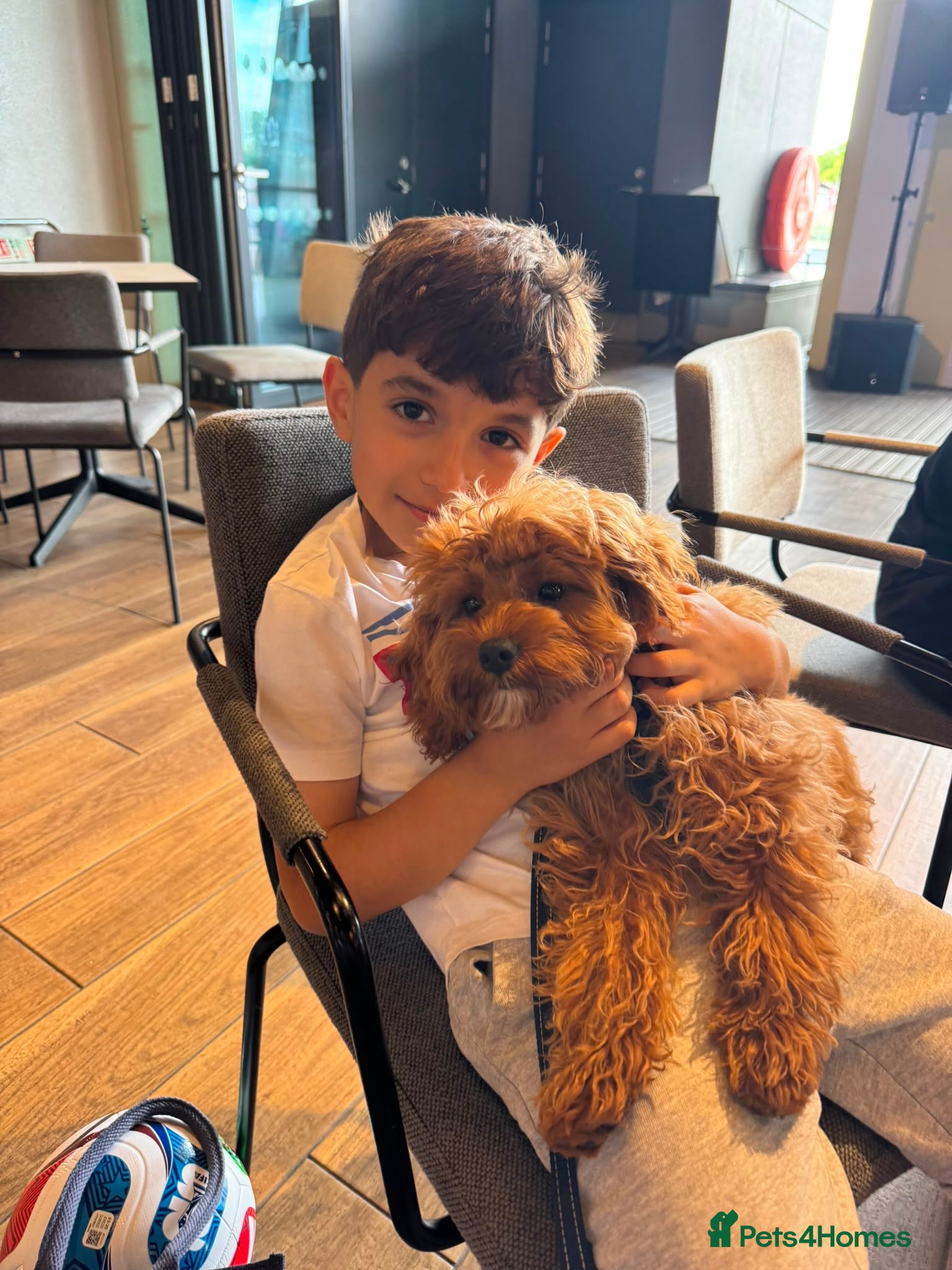 Cavapoo dogs Toy Deep red F1b Cavapoo puppies  - Advert 2