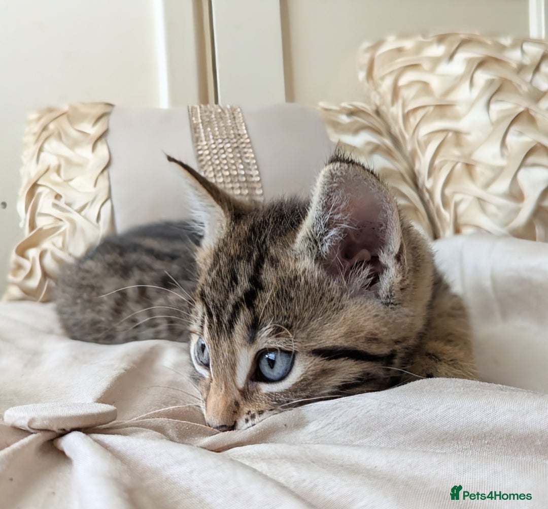 Bengal cats for sale: Purebred Spotted Bengal Kittens Brown Charcoal - Image 15