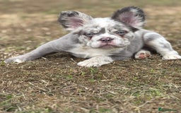 French Bulldog dogs for sale: french bulldogs fluffy.. - Image 25