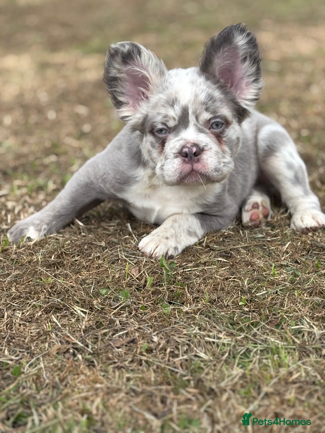 French Bulldog dogs for sale: french bulldogs fluffy.. - Image 25