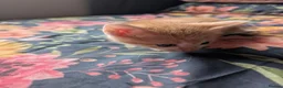 Mixed Breed cats for sale: Gorgeous Kittens Looking for Their Forever Homes in West Calder - Advert 30