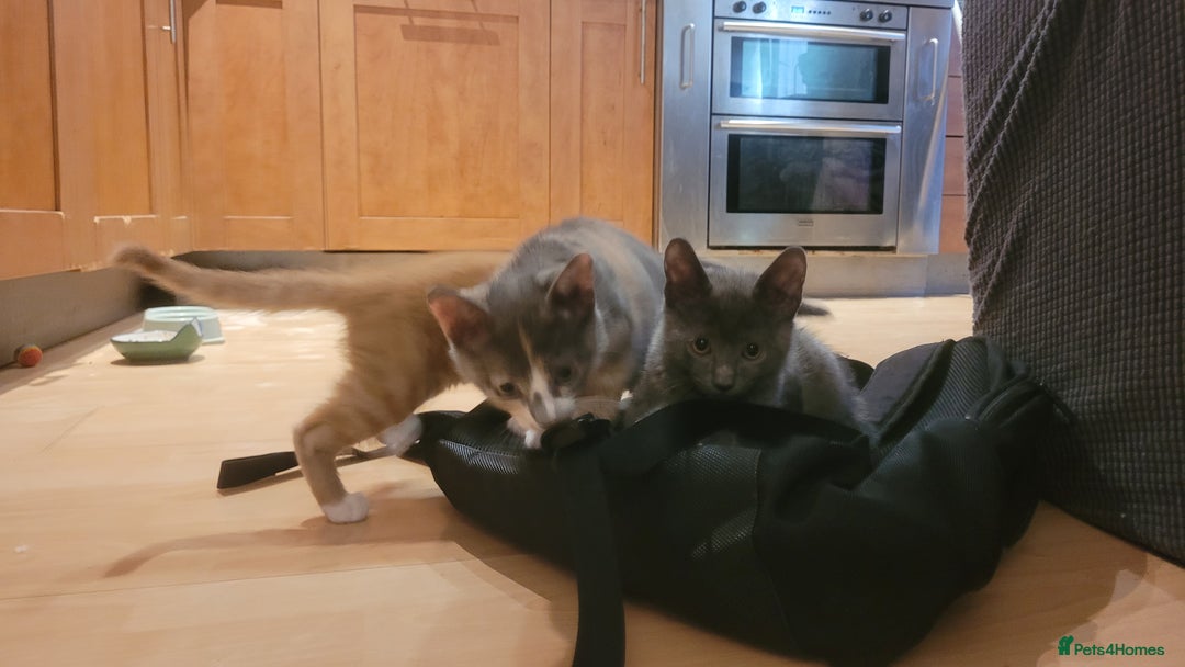 Mixed Breed cats for sale: Three gorgeous kittens available! - Advert 14