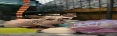 Sphynx 2