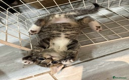 Bengal cats for sale: Tabby kittens  - Image 5