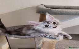Maine Coon cats for sale: Tica registered maine coon kittens  in Ipswich - Image 8