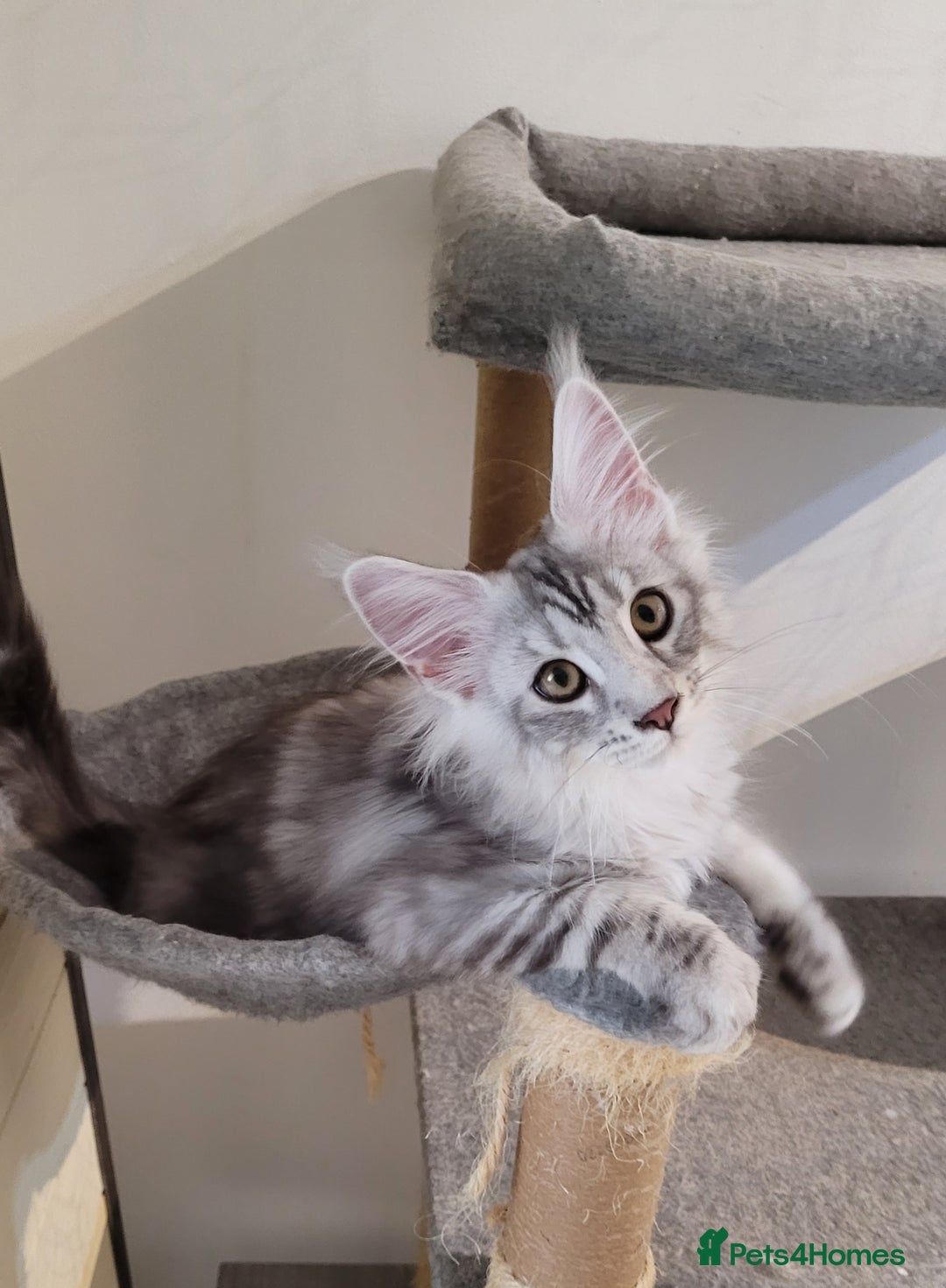 Maine Coon cats for sale: Tica registered maine coon kittens  in Ipswich - Image 8
