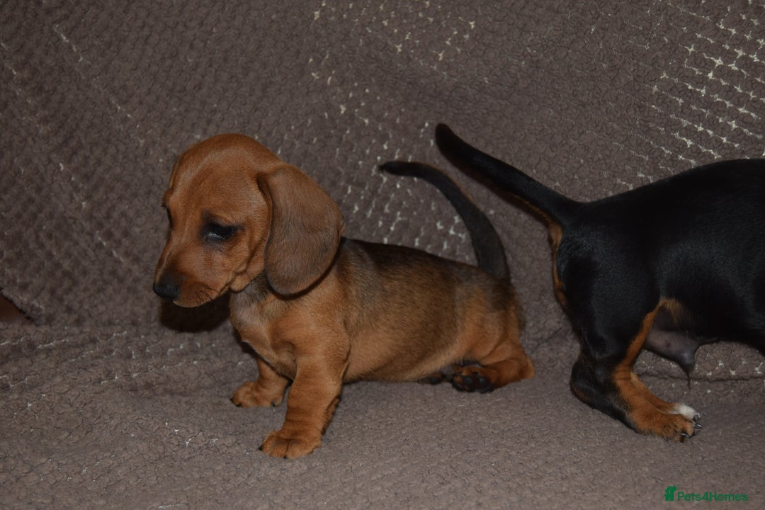 Dachshund dogs for sale: 3/4 MINIATURE SMOOTH DACHSHUND PUPPIES - Image 5