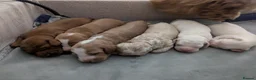 Cockapoo dogs for sale: 1 F2 cockapoo male left (Patches) in Dunmow - Advert 3