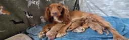 Cocker Spaniel dogs for sale: KC Registered Red Working Cocker Spaniels in Bishop Auckland - Advert 8