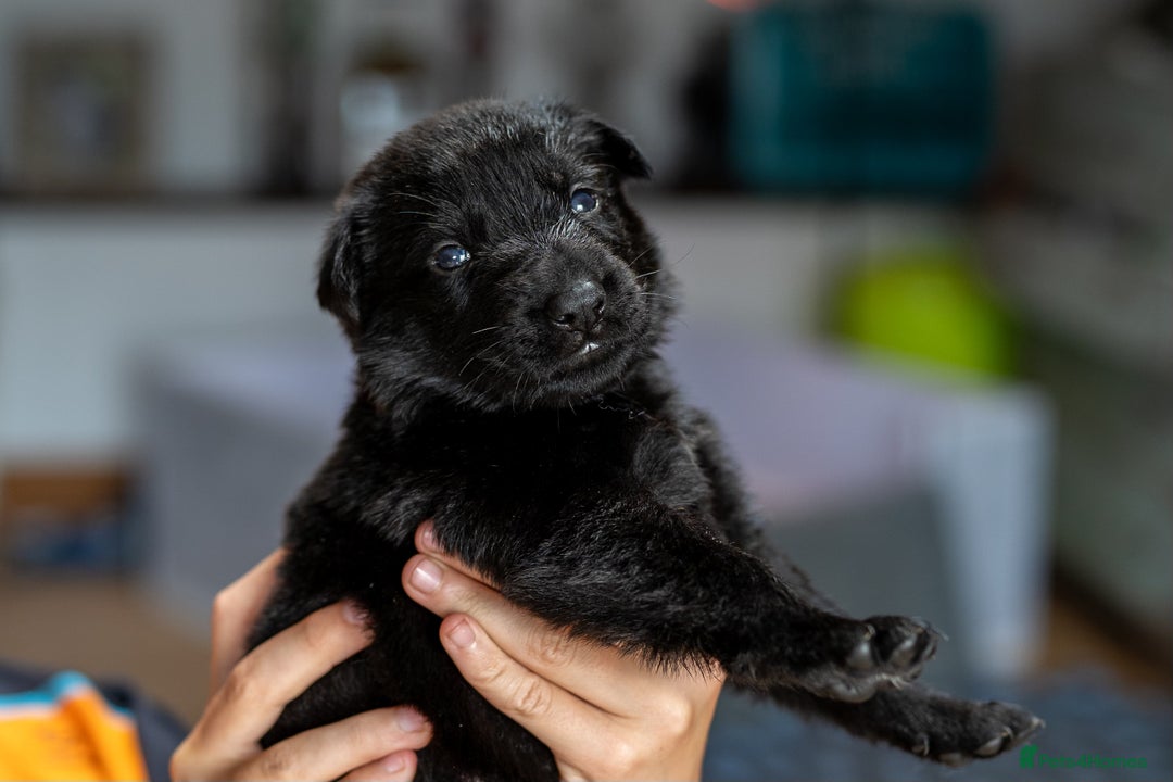German Shepherd dogs for sale: Exceptionally bred fully heath checked GSD puppies in Bishop Auckland - Image 7