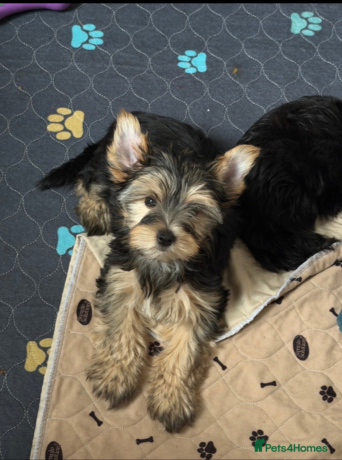 Yorkshire Terrier dogs Beautiful Black & Tan Yorkshire Terrier Girl  - Advert 1