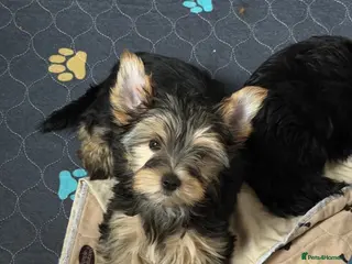 Yorkshire Terrier dogs Beautiful Black & Tan Yorkshire Terrier Girl - Advert 1