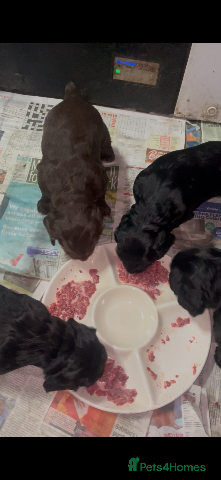 Sprocker dogs Beautiful Sprocker Puppies - Advert 2