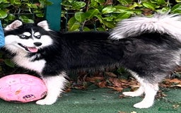 Mixed Breed dogs for sale: Beautiful Skye - Image 5