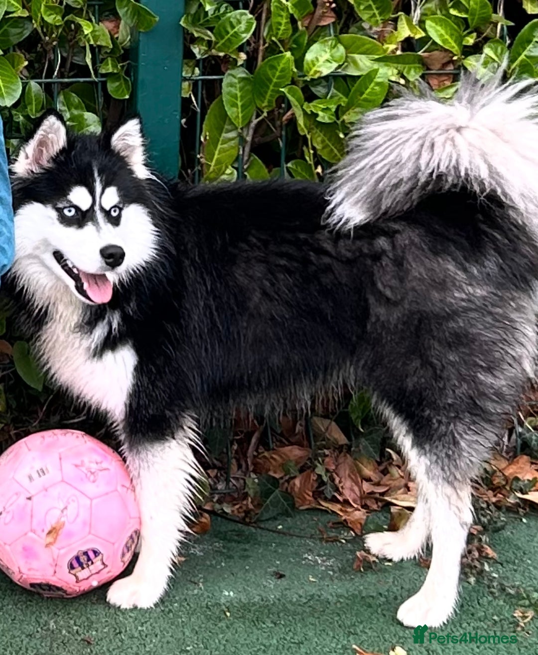 Mixed Breed dogs for sale: Beautiful Skye - Image 5