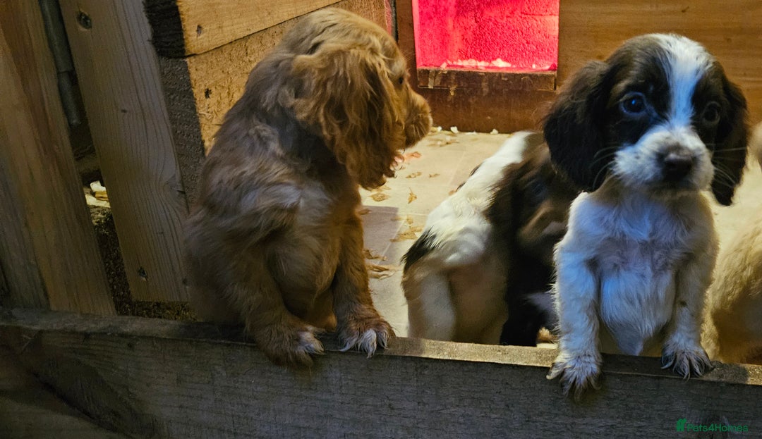 Cocker Spaniel dogs for sale: Beautiful cocker spaniels  - Advert 16