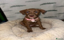 Mixed Breed dogs for sale: 6 Beautiful Fur Babies - Image 29