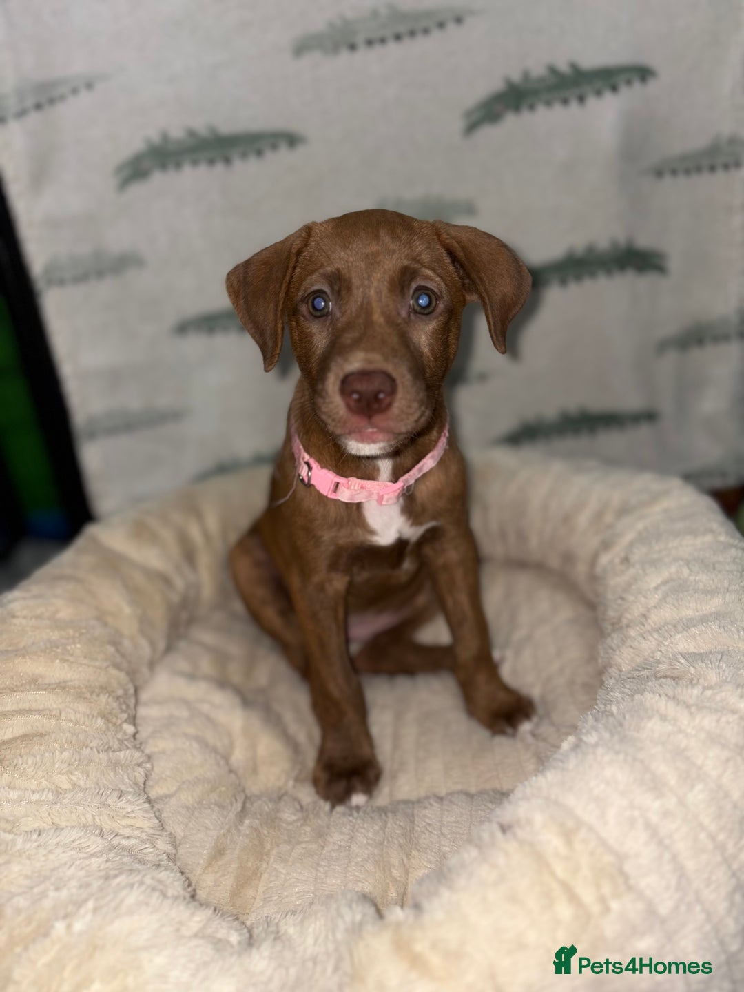 Mixed Breed dogs for sale: 6 Beautiful Fur Babies - Image 29