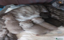 Scottish Fold cats for stud: Scottish Fold Straight ear B blood group for stud in Newark - Image 12